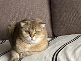 Sandy Scottish fold ücretsiz