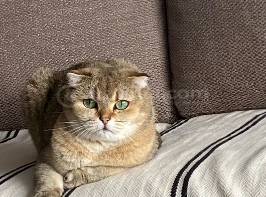 Sandy Scottish Fold Ücretsiz