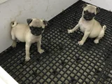 Pug mops yavrularımız teslime hazır
