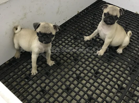 Pug Mops Yavrularımız Teslime Hazır