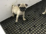Pug Mops Yavrularımız Teslime Hazır