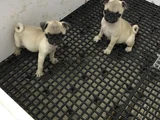 Pug Mops Yavrularımız Teslime Hazır