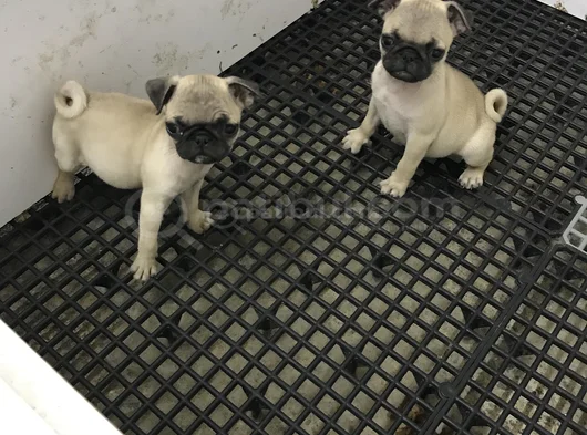 Pug Mops Yavrularımız Teslime Hazır görsel