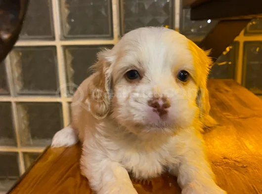 Ev Doğumu Maltipoo görsel