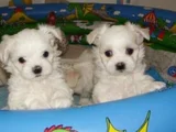 teacup maltese terrier bebekler
