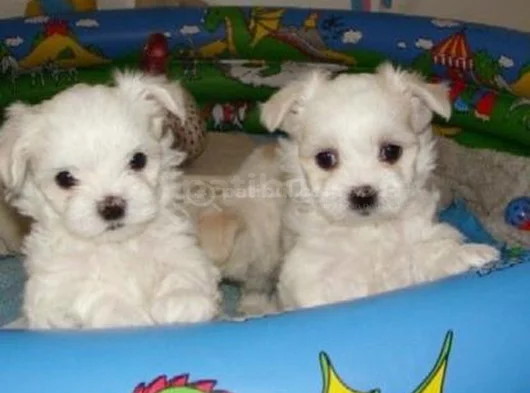 Teacup Maltese Terrier Bebekler