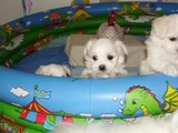 Teacup Maltese Terrier Bebekler