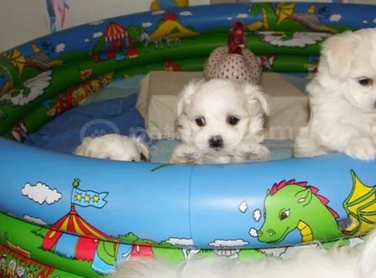 Teacup Maltese Terrier Bebekler görsel