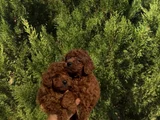 Toy Poodle Yavrular