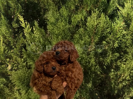 Toy Poodle Yavrular görsel