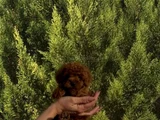 TOY POODLE YAVRULAR