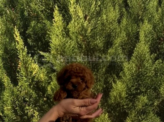 Toy Poodle Yavrular