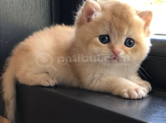 A Kalite Bri̇ti̇sh Shorthai̇r Golden  Yavrular görsel