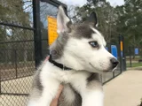 tÜRKİYEDE BÖYLE YAVRU YOK MÜTHİŞ HUSKY BEBEKLER