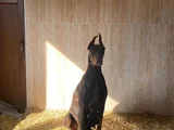 King Kızıl Doberman Istanbul Elden Teslim