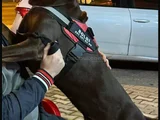 King Kızıl Doberman Istanbul Elden Teslim