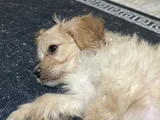 Maltipoo Yavru