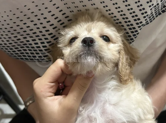 Maltipoo Yavru görsel