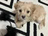 Maltipoo yavru