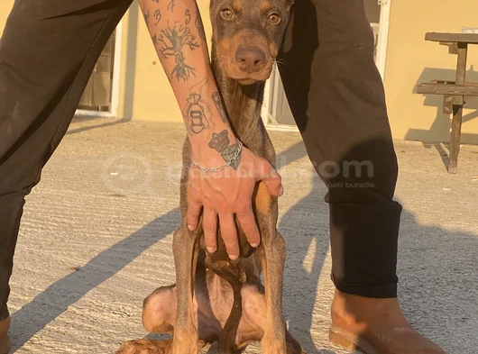 King Kızıl Doberman Istanbul Elden Teslim