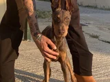 King Kızıl Doberman Istanbul Elden Teslim