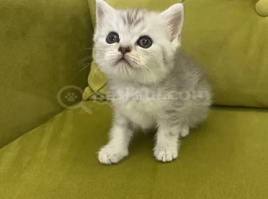 British Kardeşler görsel