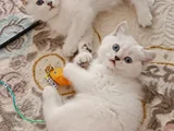 SAĞLIKLI BAKIMLI KALİTELİ SAFKAN KIZLAR