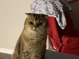 Sandy Scottish Fold Ücretsiz