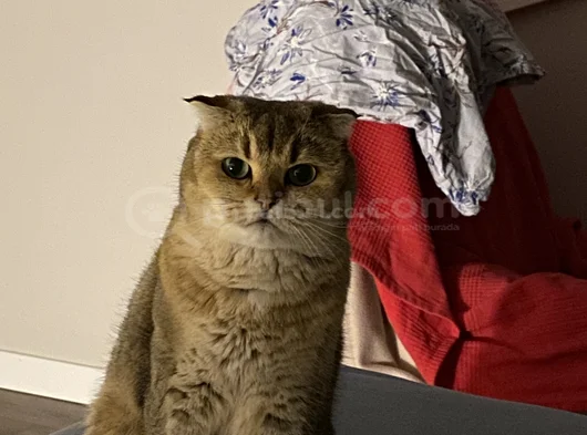 Sandy Scottish Fold Ücretsiz görsel