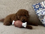 Red Brown Toy Poodle Yavru Toy Boy Istanbul