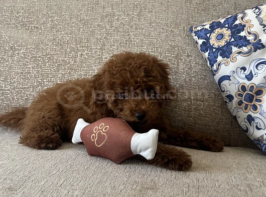 Red Brown Toy Poodle Yavru Toy Boy Istanbul görsel