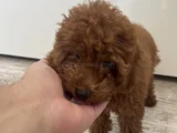 Red Brown Toy Poodle Yavru Toy Boy Istanbul
