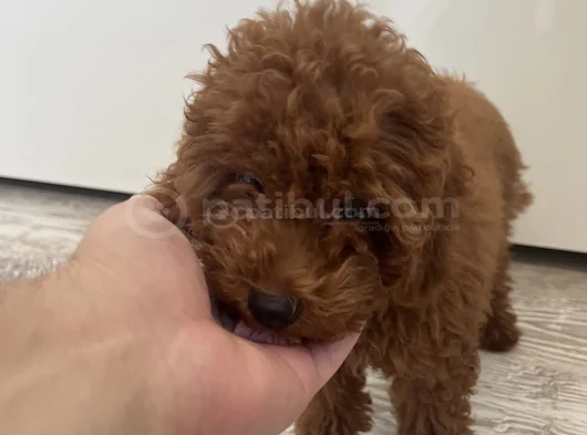 Red Brown Toy Poodle Yavru Toy Boy Istanbul görsel