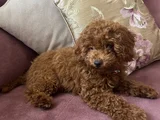 Red brown Toy poodle yavru toy boy istanbul