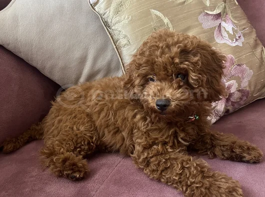 Red Brown Toy Poodle Yavru Toy Boy Istanbul