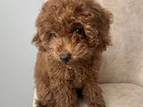 Red Brown Toy Poodle Yavru Toy Boy Istanbul