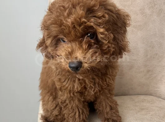Red Brown Toy Poodle Yavru Toy Boy Istanbul görsel