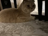 Kedimiz Için Yeni Yuva Arıyoruz