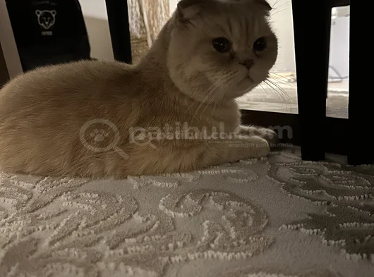 Kedimiz Için Yeni Yuva Arıyoruz görsel