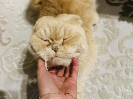 Kedimiz Için Yeni Yuva Arıyoruz görsel