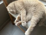 Kedimiz Için Yeni Yuva Arıyoruz
