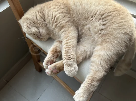 Kedimiz Için Yeni Yuva Arıyoruz görsel