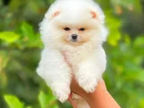 Ayi surat tedy bear