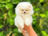 Ayi Surat Tedy Bear