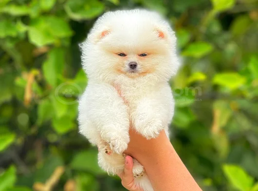Ayi Surat Tedy Bear görsel