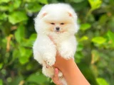 Ayi Surat Tedy Bear