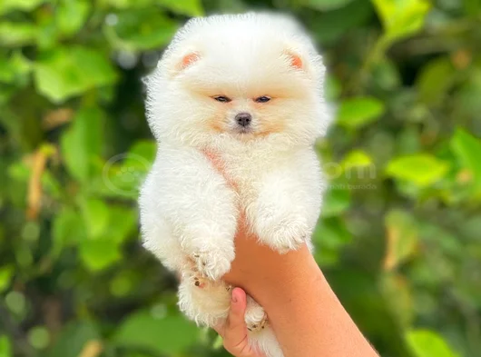 Ayi Surat Tedy Bear görsel