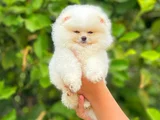 Ayi Surat Tedy Bear