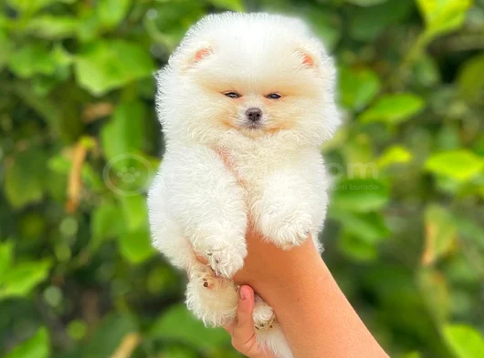 Ayi Surat Tedy Bear görsel