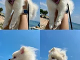 8 Aylık Kızımız Sahiplendirilecektir